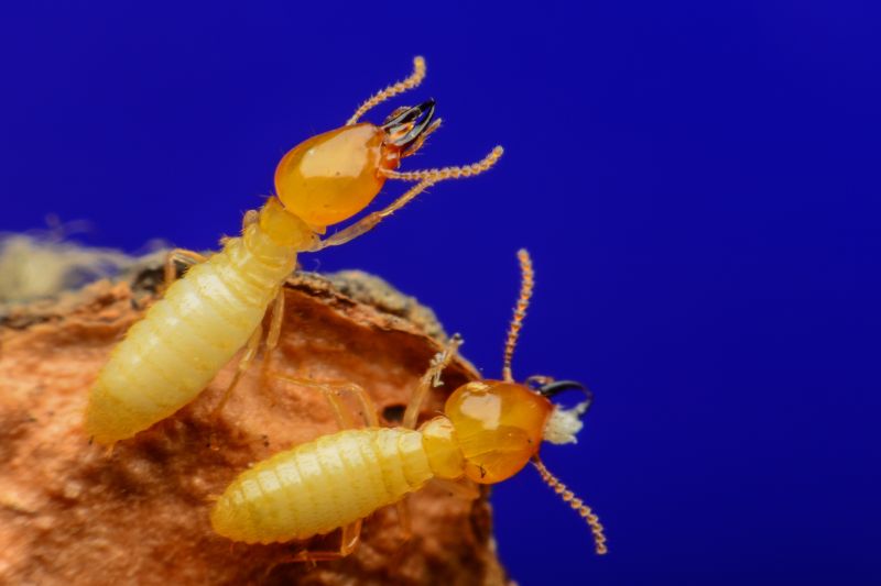 Commercial Termite Removal in Frisco, TX