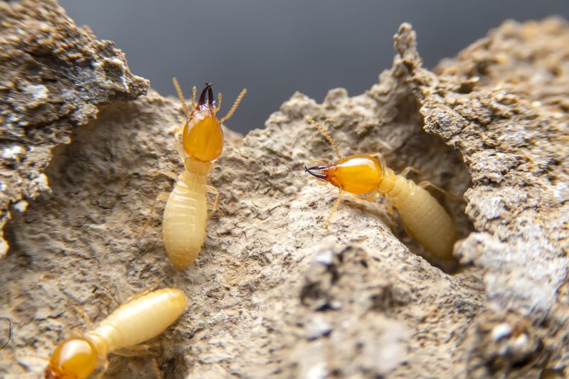 Termite Service in Katy, TX