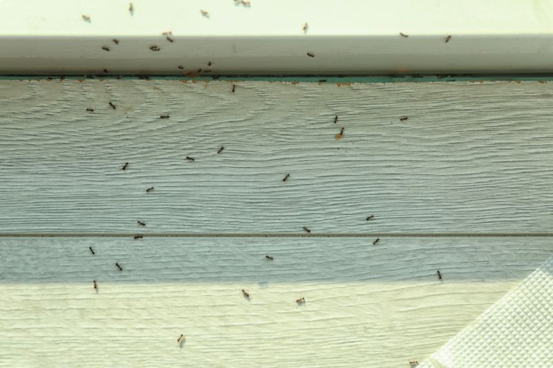 Black Ant Extermination in Katy, TX