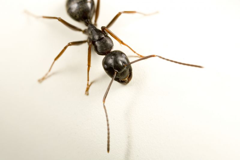 Black Ant Extermination in Katy, TX