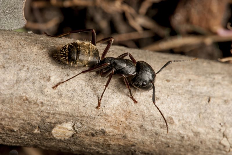 Black Ant Extermination in New Braunfels, TX