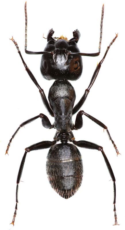 Black Ant Extermination in Denton, TX