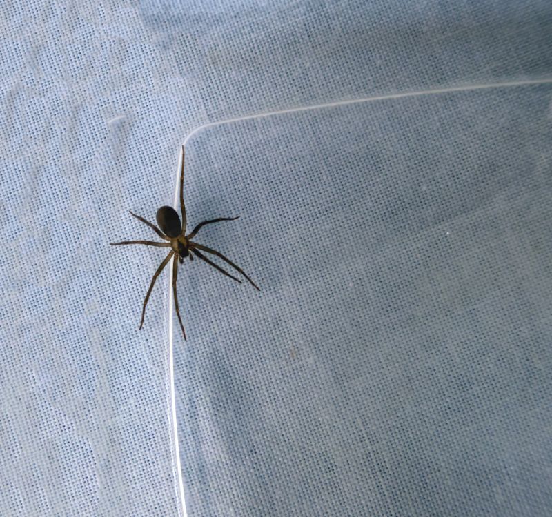 Brown Recluse Extermination in Frisco, TX