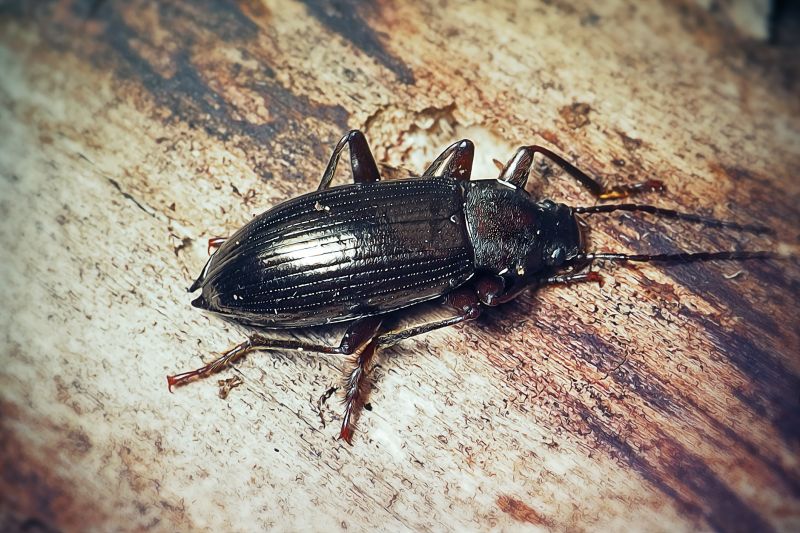 Bug Extermination Service in Frisco, TX