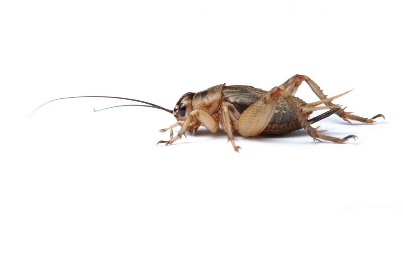 Cricket Control Service in Katy, TX