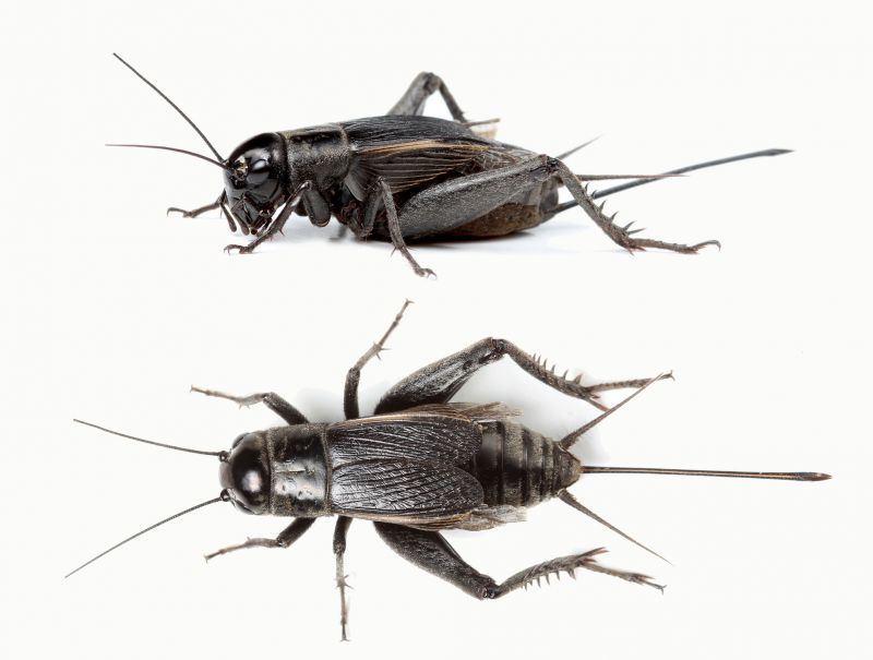 Cricket Prevention in Katy, TX
