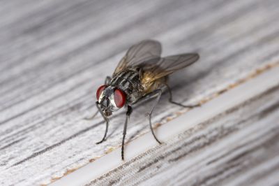 Fly Extermination in Katy, TX