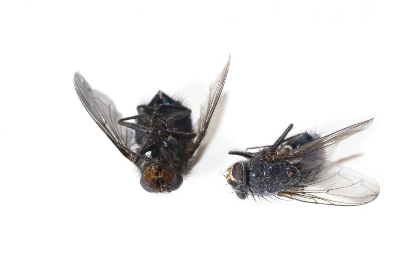 Fly Extermination in New Braunfels, TX