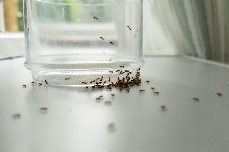 Ant Control Service detail