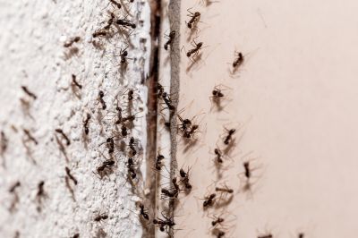 Ants Extermination Service detail
