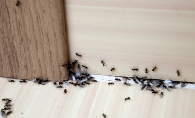 Black Ant Extermination detail