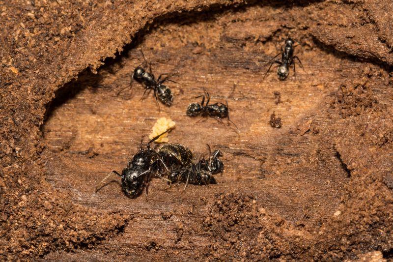 Carpenter Ant Extermination detail