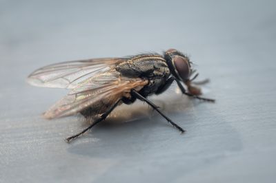 Fly Infestation Extermination detail