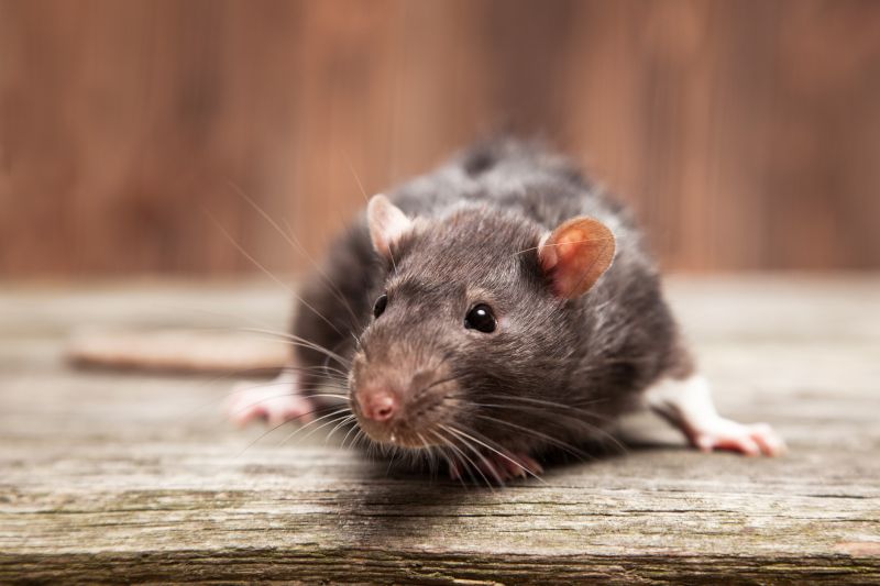 Rats Removal detail