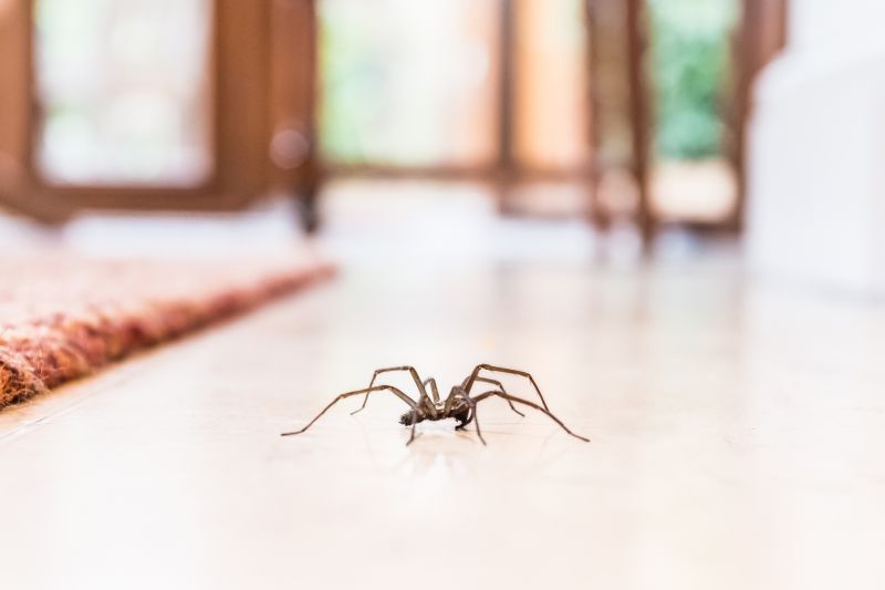Spider Extermination Service detail