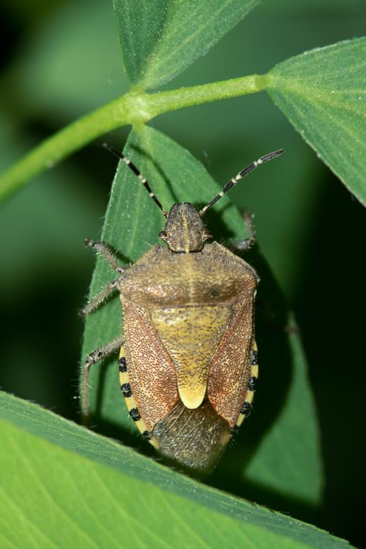 Stinkbug Extermination Service detail