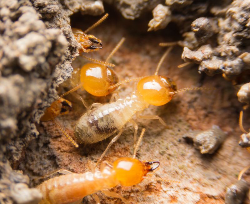 Termite Inspection Service detail