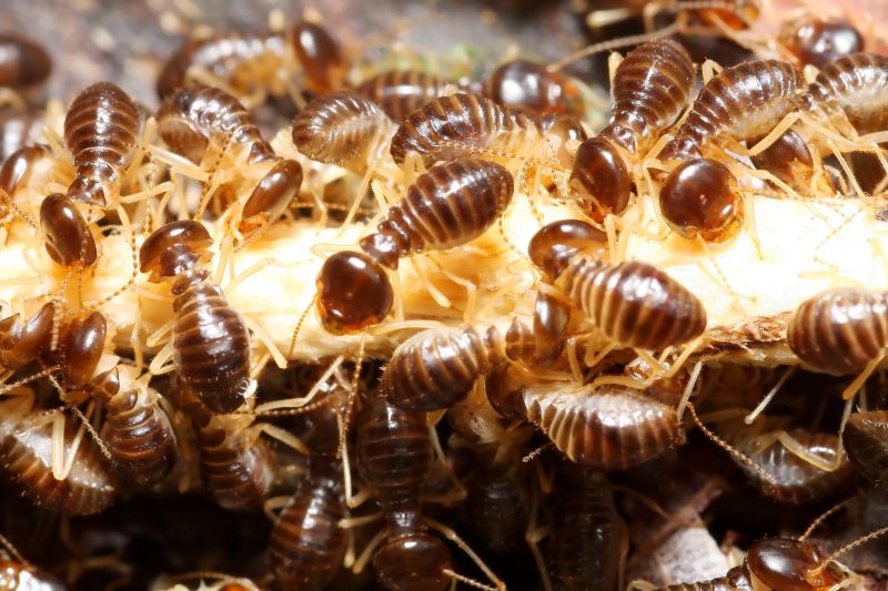 Termites Extermination detail