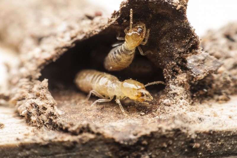 Winged Termite Extermination detail