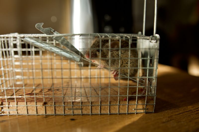 How Rodents Contaminate Food Storage Areas And Pantries