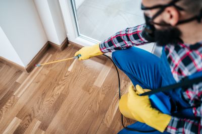 Mouse Spider Extermination in New Braunfels, TX