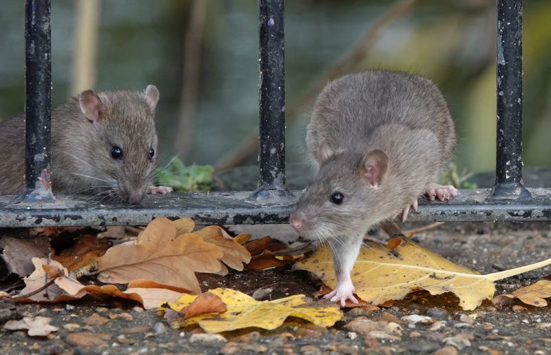 Rat Fumigation Service in Bellingham, WA