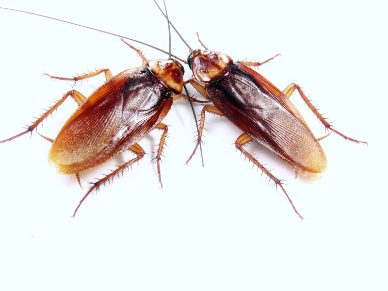 Roach Extermination