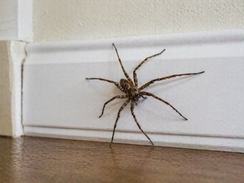 Spider Extermination Service in Frisco, TX
