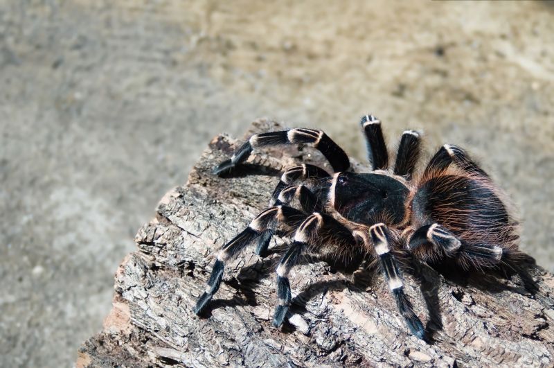 Trapdoor Spider Removal in New Braunfels, TX