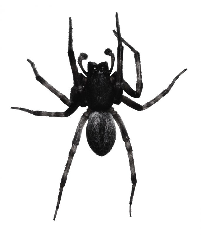 Wolf Spider Removal in Frisco, TX