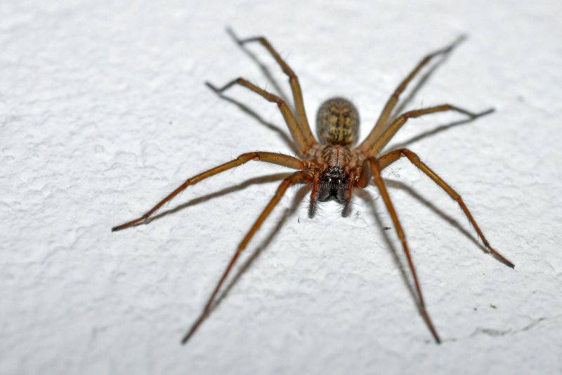 Wolf Spider Removal in Rockwall, TX