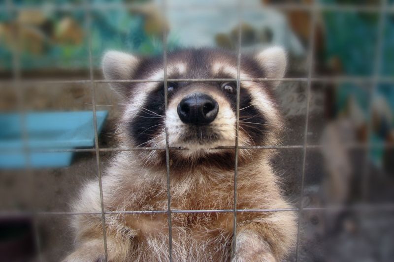 Humane and Safe Methods