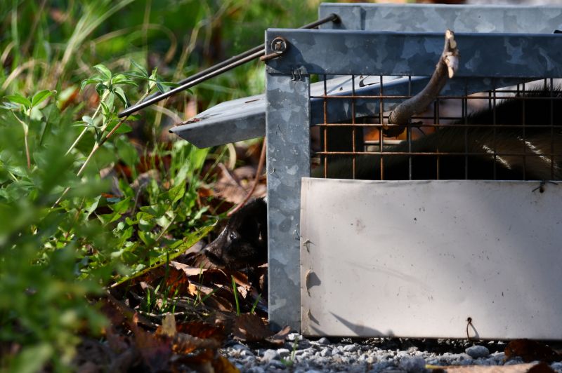 Long-Term Pest Control